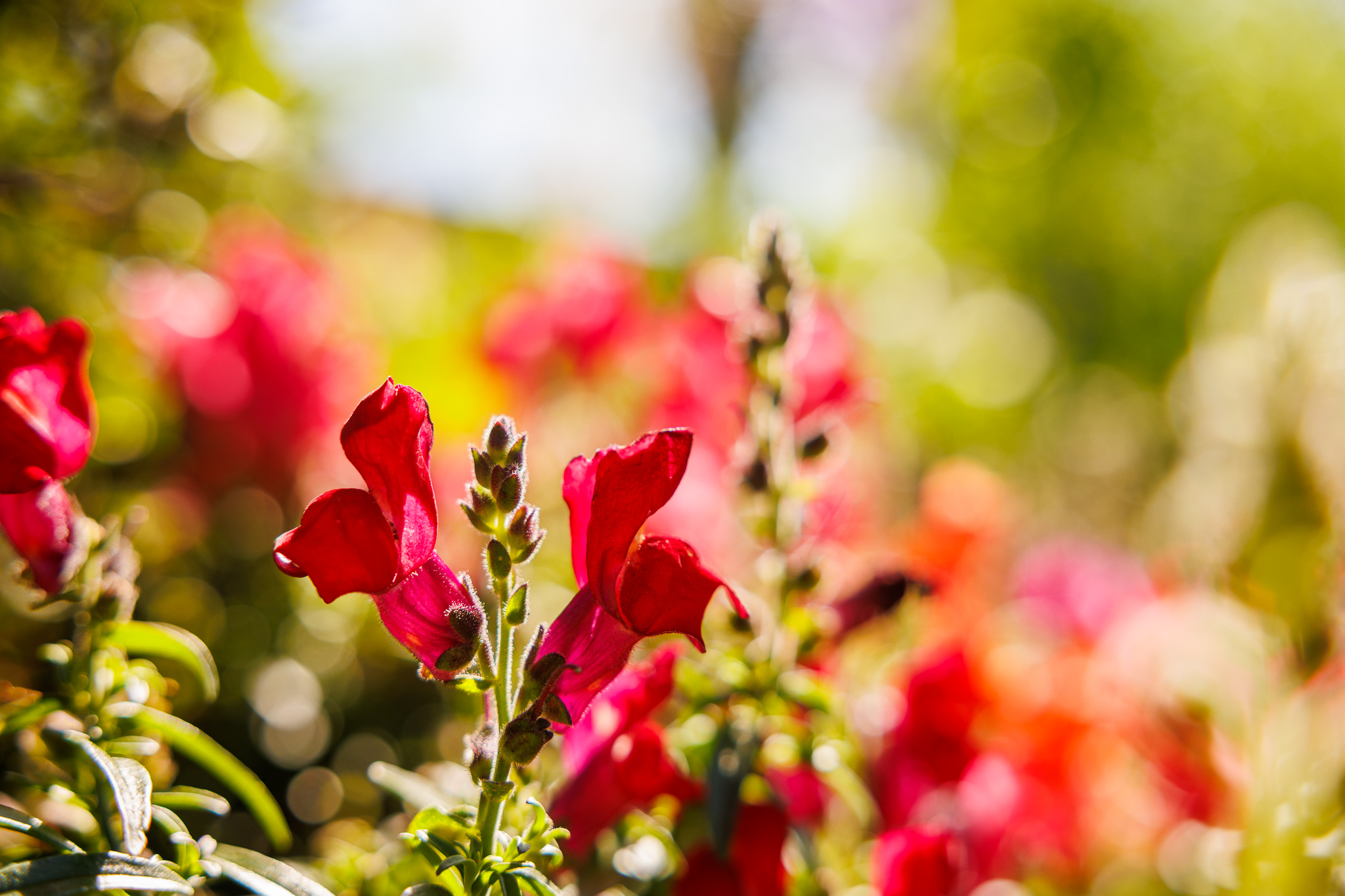 Garden Workshops: Floral Photography Workshops with Rosie Lalonde