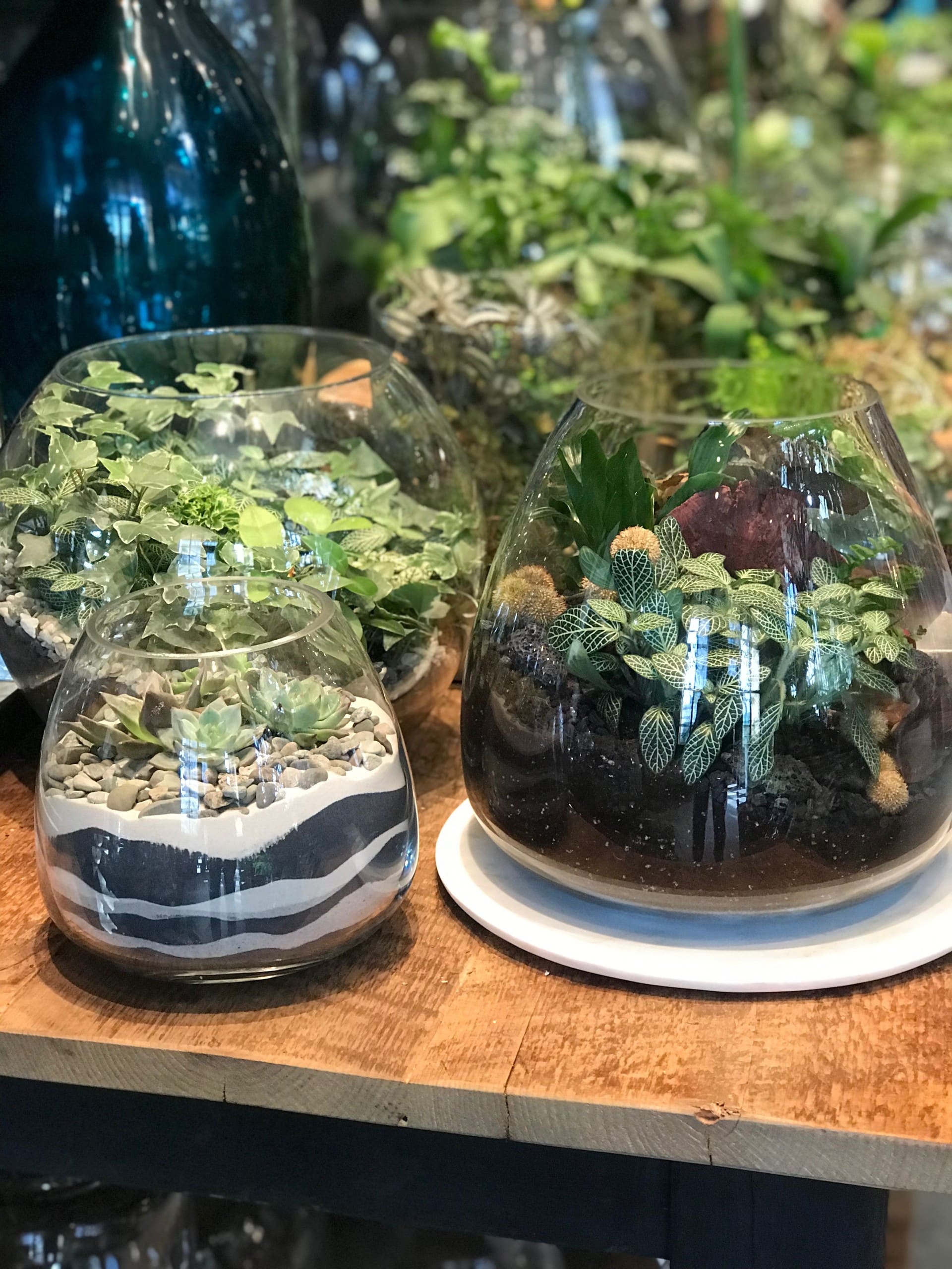 Terrarium Workshop with Artist Crystal Floyd
